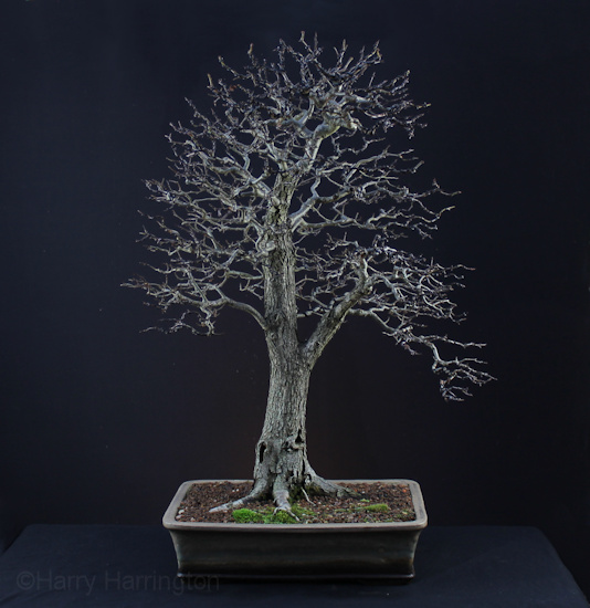 Hawthorn bonsai